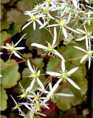 Saxifraga fortunei Rubrifolia
